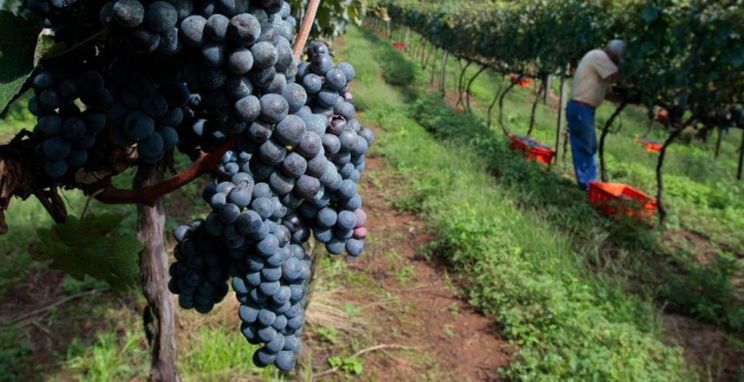  Safra da uva garante emprego recorde em Bento Gonçalves na arrancada de 2025