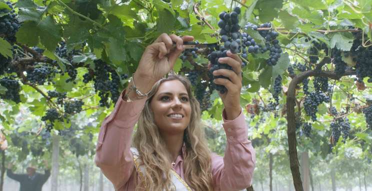 Fenavinho na taça: Vinho da Corte está em produção com previsão de lançamento para 2021