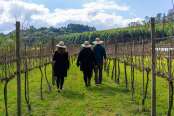 Vinícola Cainelli estimula as pessoas a sentirem o prazer do vinho