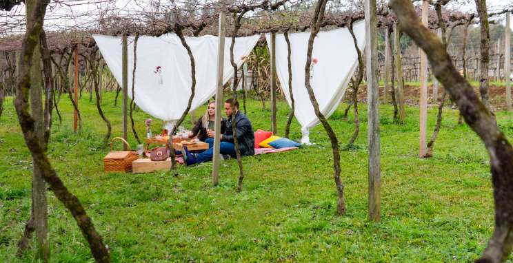 Vinícola Cainelli estimula as pessoas a sentirem o prazer do vinho