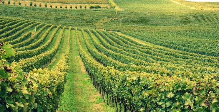 Natal nos Vinhedos: conheça as alterações no trânsito e as facilidades para acesso