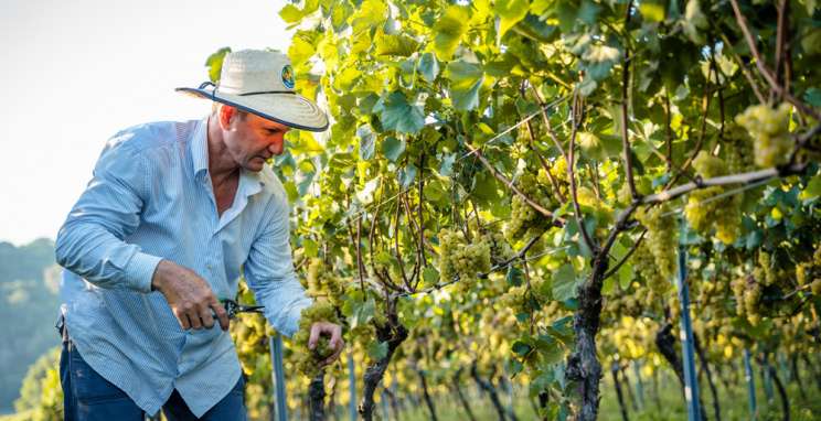 Bodega Iribarrem, um vinícola que elabora e comercializa vinhos de alto padrão