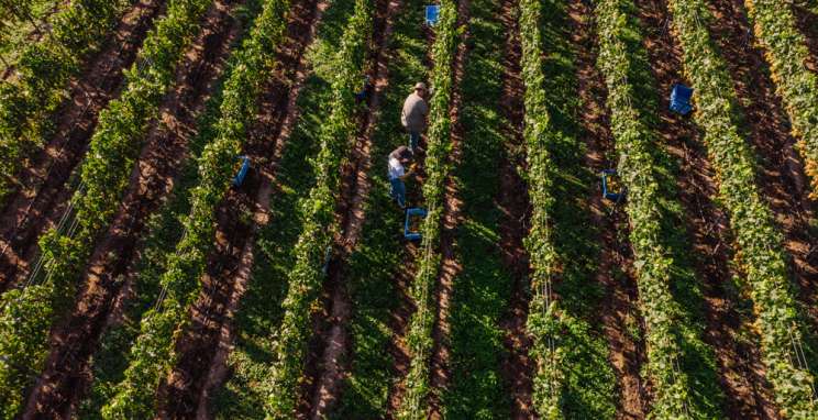 Bodega Iribarrem, um vinícola que elabora e comercializa vinhos de alto padrão