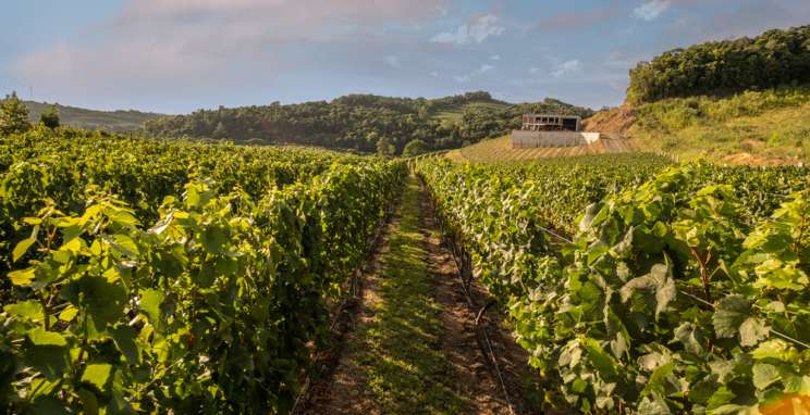 Bodega Iribarrem, um vinícola que elabora e comercializa vinhos de alto padrão